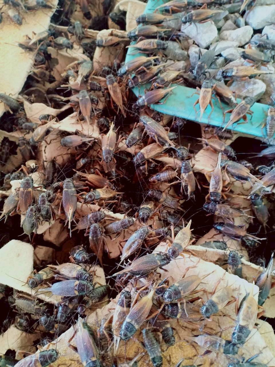 สหกรณ์การเกษตรบ้านดงกล้วย จ.กาฬสินธุ์ ส่งเสริมเลี้ยงจิ้งหรีดส่งออก ปลูกพืชสมุนไพร ปลูกหม่อนเลี้ยงไหมต้นแบบความสำเร็จสหกรณ์ในพื้นที่ คทช. “ดงกล้วยโมเดล” 15 1970852