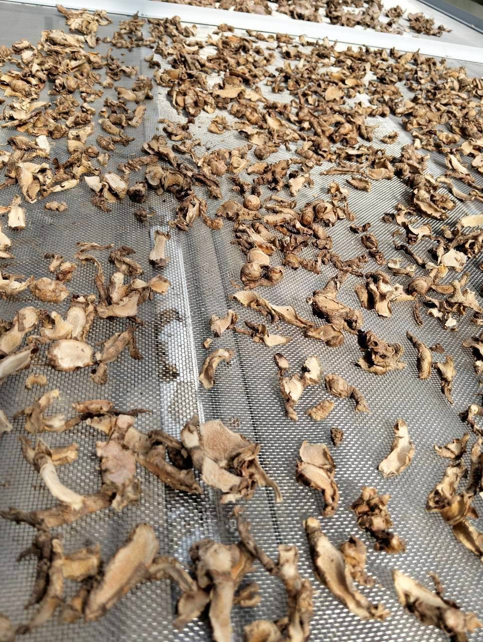 สหกรณ์การเกษตรบ้านดงกล้วย จ.กาฬสินธุ์ ส่งเสริมเลี้ยงจิ้งหรีดส่งออก ปลูกพืชสมุนไพร ปลูกหม่อนเลี้ยงไหมต้นแบบความสำเร็จสหกรณ์ในพื้นที่ คทช. “ดงกล้วยโมเดล” 16 1970853