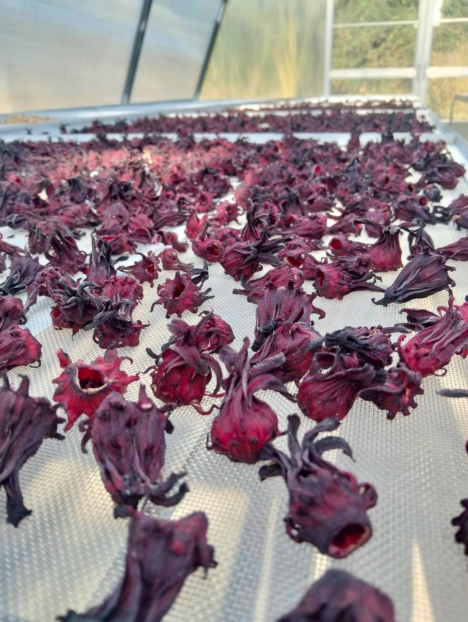 สหกรณ์การเกษตรบ้านดงกล้วย จ.กาฬสินธุ์ ส่งเสริมเลี้ยงจิ้งหรีดส่งออก ปลูกพืชสมุนไพร ปลูกหม่อนเลี้ยงไหมต้นแบบความสำเร็จสหกรณ์ในพื้นที่ คทช. “ดงกล้วยโมเดล” 17 1970854