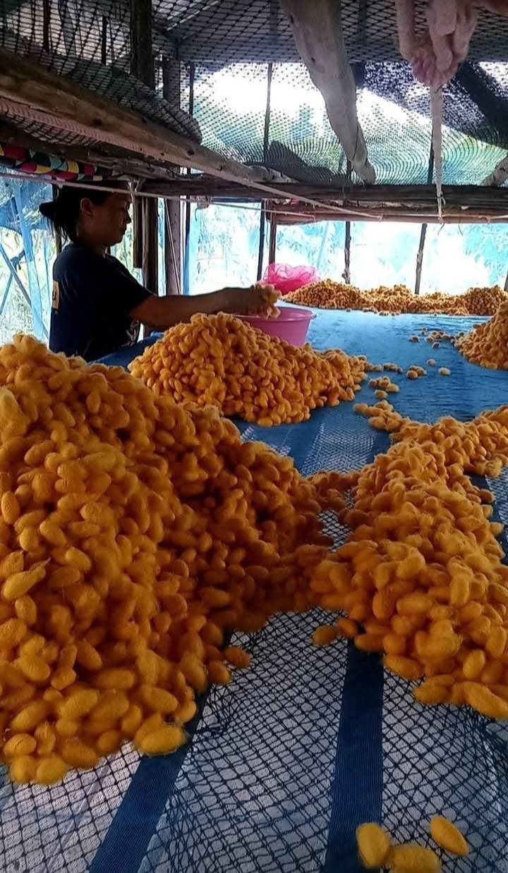 สหกรณ์การเกษตรบ้านดงกล้วย จ.กาฬสินธุ์ ส่งเสริมเลี้ยงจิ้งหรีดส่งออก ปลูกพืชสมุนไพร ปลูกหม่อนเลี้ยงไหมต้นแบบความสำเร็จสหกรณ์ในพื้นที่ คทช. “ดงกล้วยโมเดล” 19 1970856