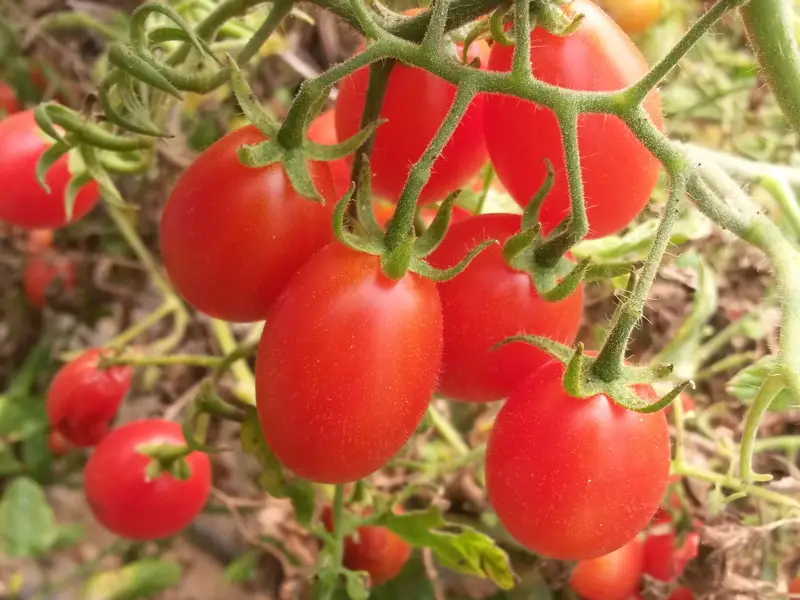 20152711103421.jpgสสสส