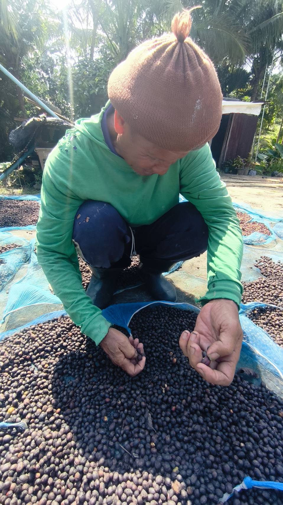 สศก. คาดดีมานด์กาแฟโลก 10.16 ล้านตัน ผลผลิตไทย 16,534 ตัน เกษตรฯ ขับเคลื่อนยกระดับ 1.2 หมื่นครัวเรือน รับมาตรฐาน EUDR 8 24208 0