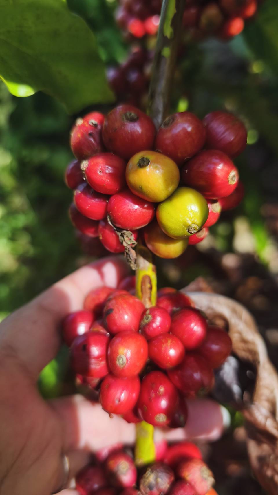 สศก. คาดดีมานด์กาแฟโลก 10.16 ล้านตัน ผลผลิตไทย 16,534 ตัน เกษตรฯ ขับเคลื่อนยกระดับ 1.2 หมื่นครัวเรือน รับมาตรฐาน EUDR 6 24223 0