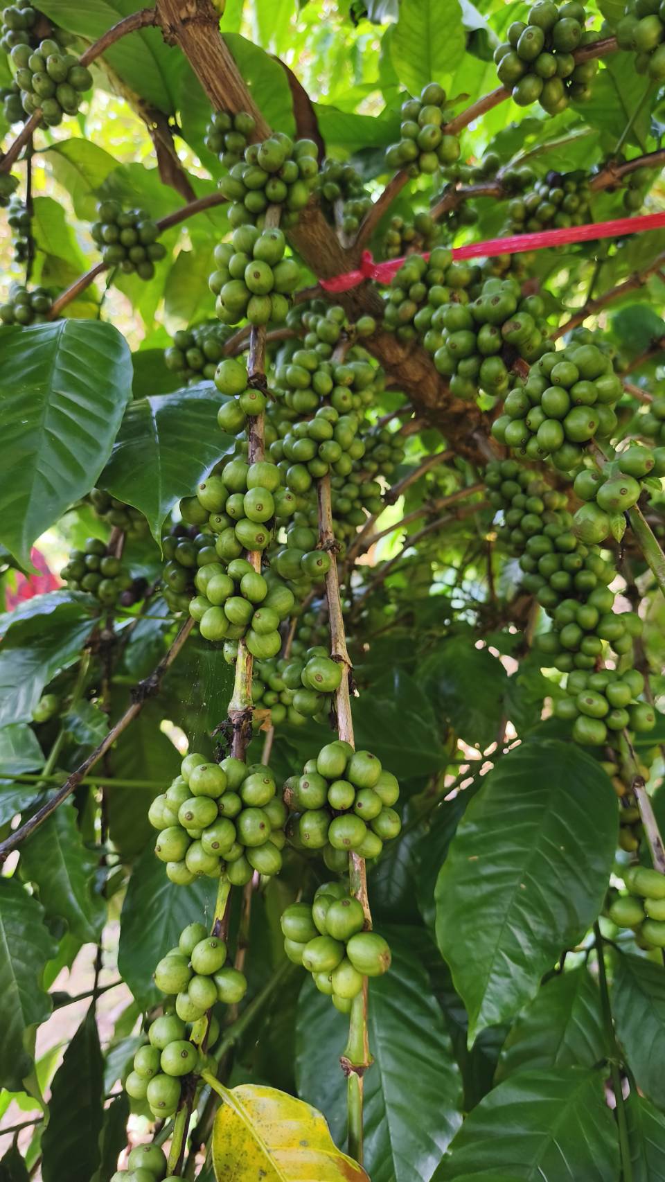 สศก. คาดดีมานด์กาแฟโลก 10.16 ล้านตัน ผลผลิตไทย 16,534 ตัน เกษตรฯ ขับเคลื่อนยกระดับ 1.2 หมื่นครัวเรือน รับมาตรฐาน EUDR 7 26349 0