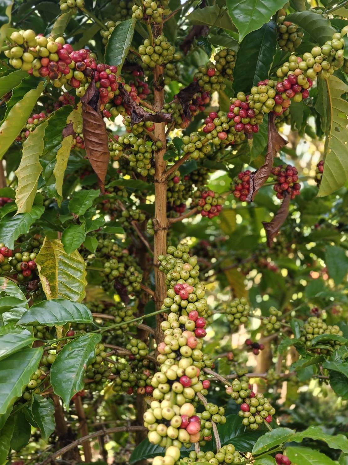 สศก. คาดดีมานด์กาแฟโลก 10.16 ล้านตัน ผลผลิตไทย 16,534 ตัน เกษตรฯ ขับเคลื่อนยกระดับ 1.2 หมื่นครัวเรือน รับมาตรฐาน EUDR 5 26363 0