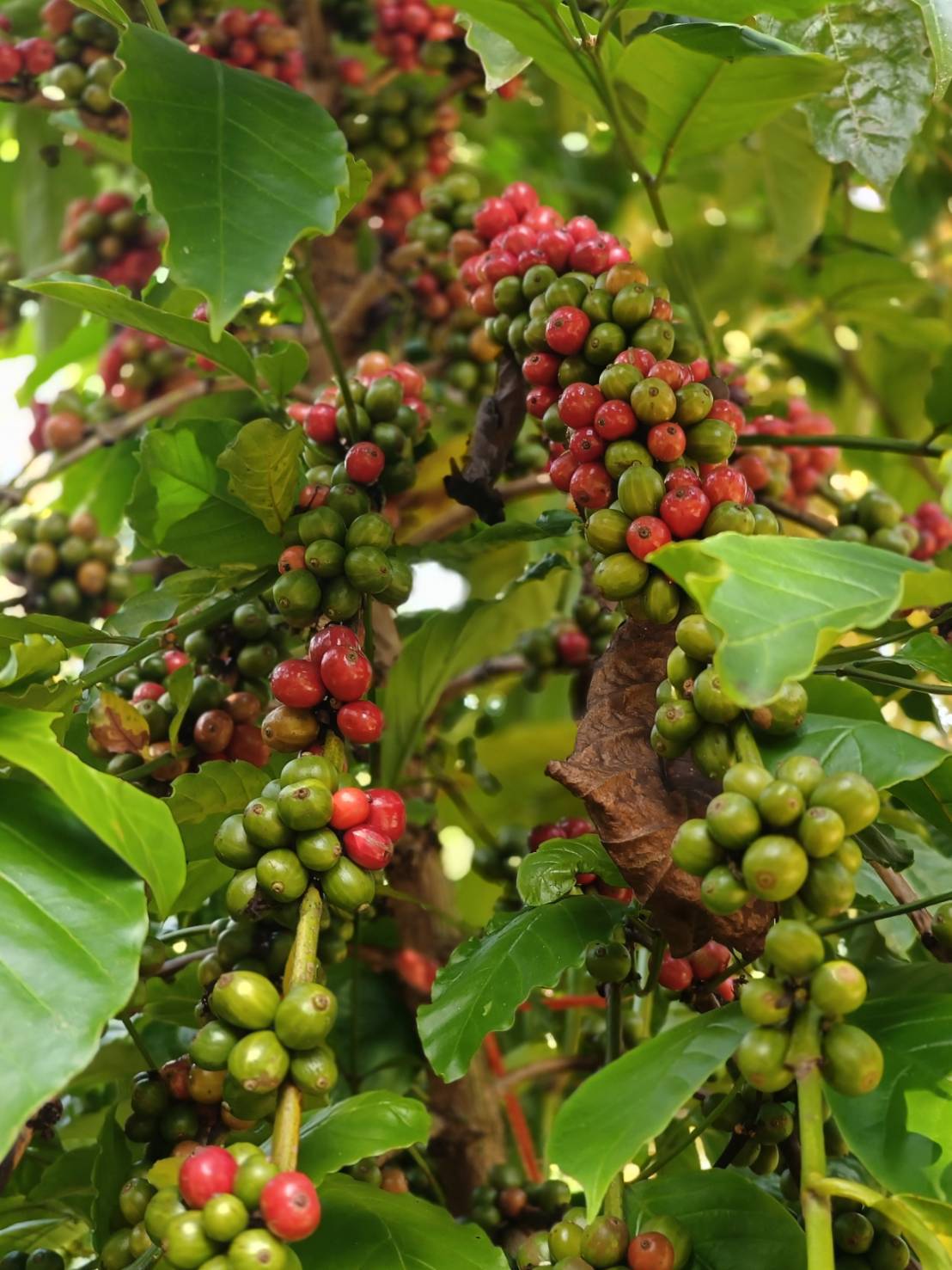 สศก. คาดดีมานด์กาแฟโลก 10.16 ล้านตัน ผลผลิตไทย 16,534 ตัน เกษตรฯ ขับเคลื่อนยกระดับ 1.2 หมื่นครัวเรือน รับมาตรฐาน EUDR 3 26365 0