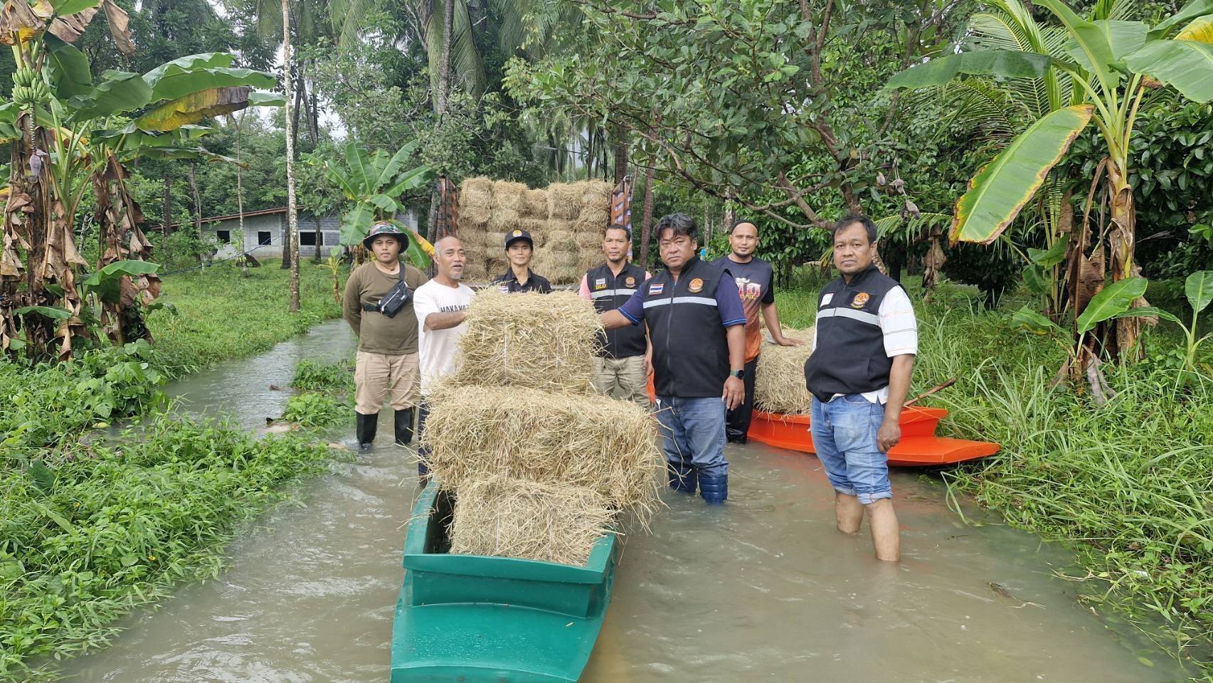 กรมปศุสัตว์ เดินหน้าช่วยเหลือเกษตรกรผู้เลี้ยงสัตว์ภาคใต้ต่อเนื่องภายหลังน้ำลด เร่งจัดการซากสัตว์ตามหลักสุขาภิบาล ป้องกันโรคระบาด 4 298528