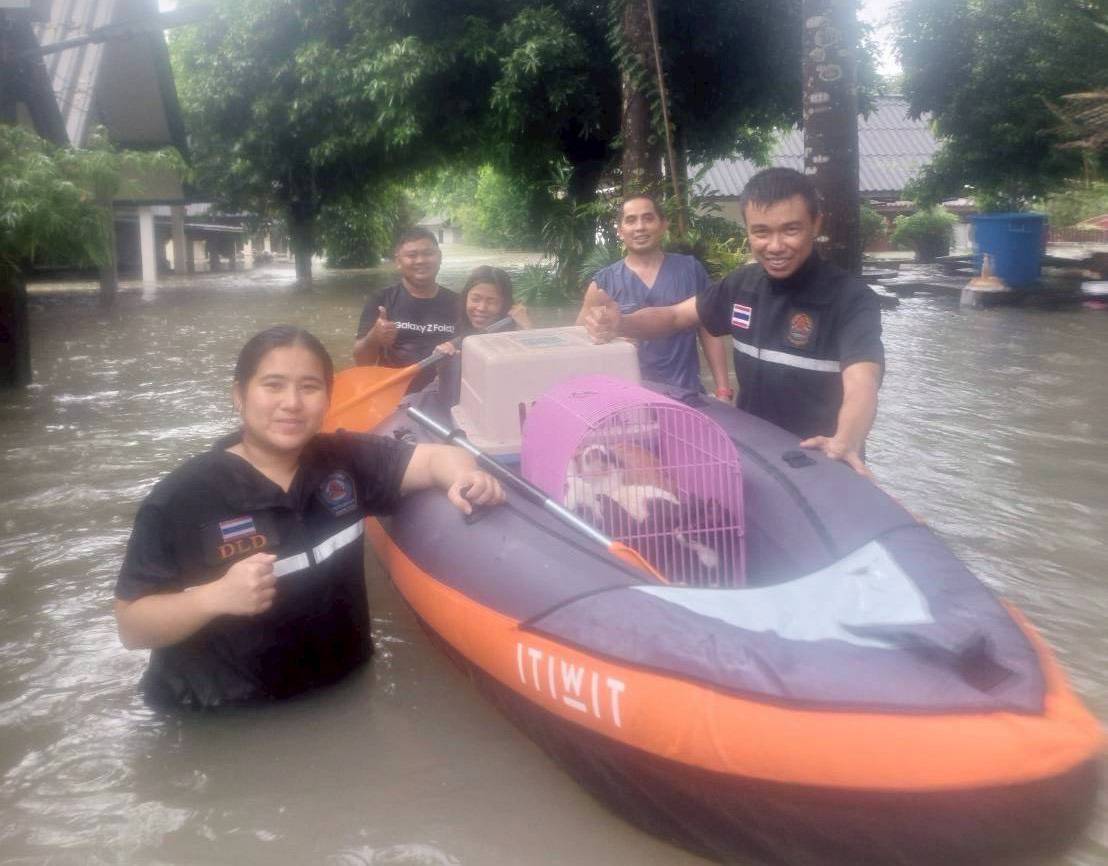 กรมปศุสัตว์ เดินหน้าช่วยเหลือเกษตรกรผู้เลี้ยงสัตว์ภาคใต้ต่อเนื่องภายหลังน้ำลด เร่งจัดการซากสัตว์ตามหลักสุขาภิบาล ป้องกันโรคระบาด 9 298532