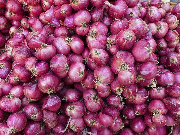 "หอมแดงพันธุ์บางช้าง" หัวใหญ่ ทนทาน ใช้เวลาปลูกน้อย นิยมปลูกและบริโภคมากที่สุดในไทย 4 299039085 739561967441135 4206726701471495881 n