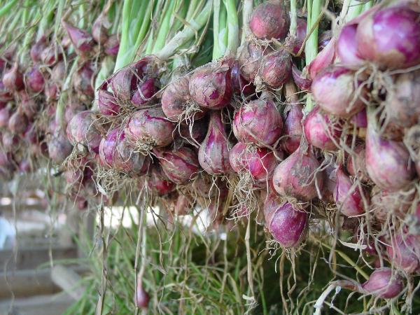 299207952 739561970774468 7059885600173189810 n