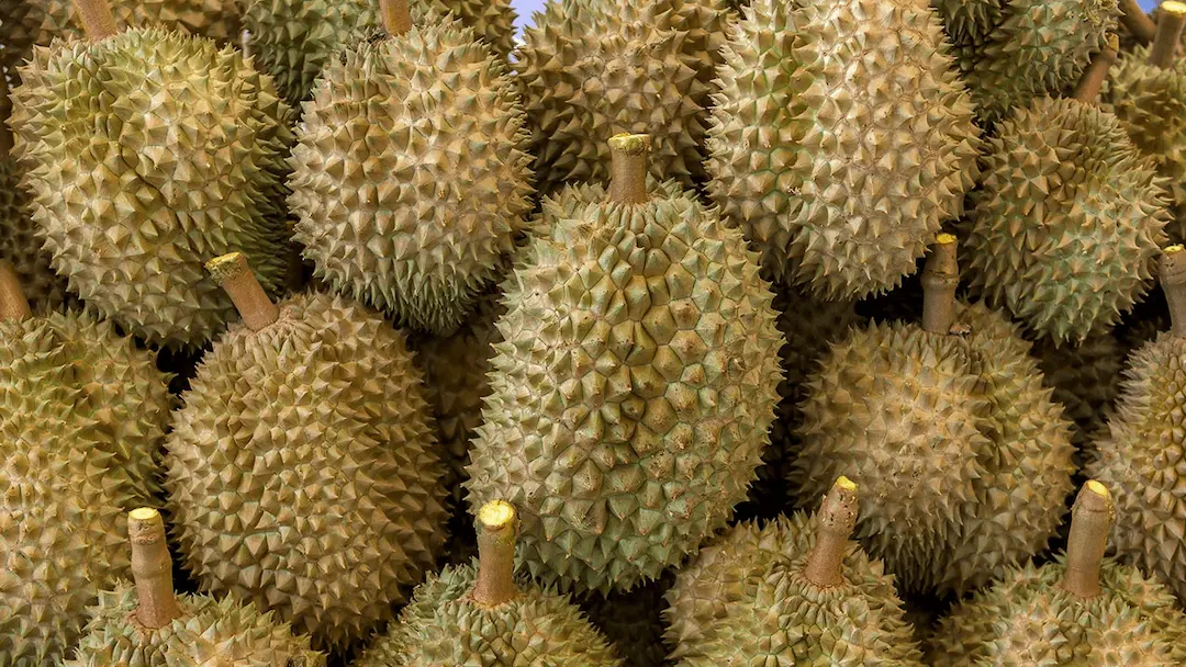 จีนอนุญาตให้นำเข้าทุเรียนสดจาก สปป.ลาวอย่างเป็นทางการ ทำให้คู่แข่งทุเรียนไทยในตลาดจีนเพิ่มขึ้นอีกราย 2 2f90d987 ef22 43c5 88fd d9994780243e 8d7c03f4b9