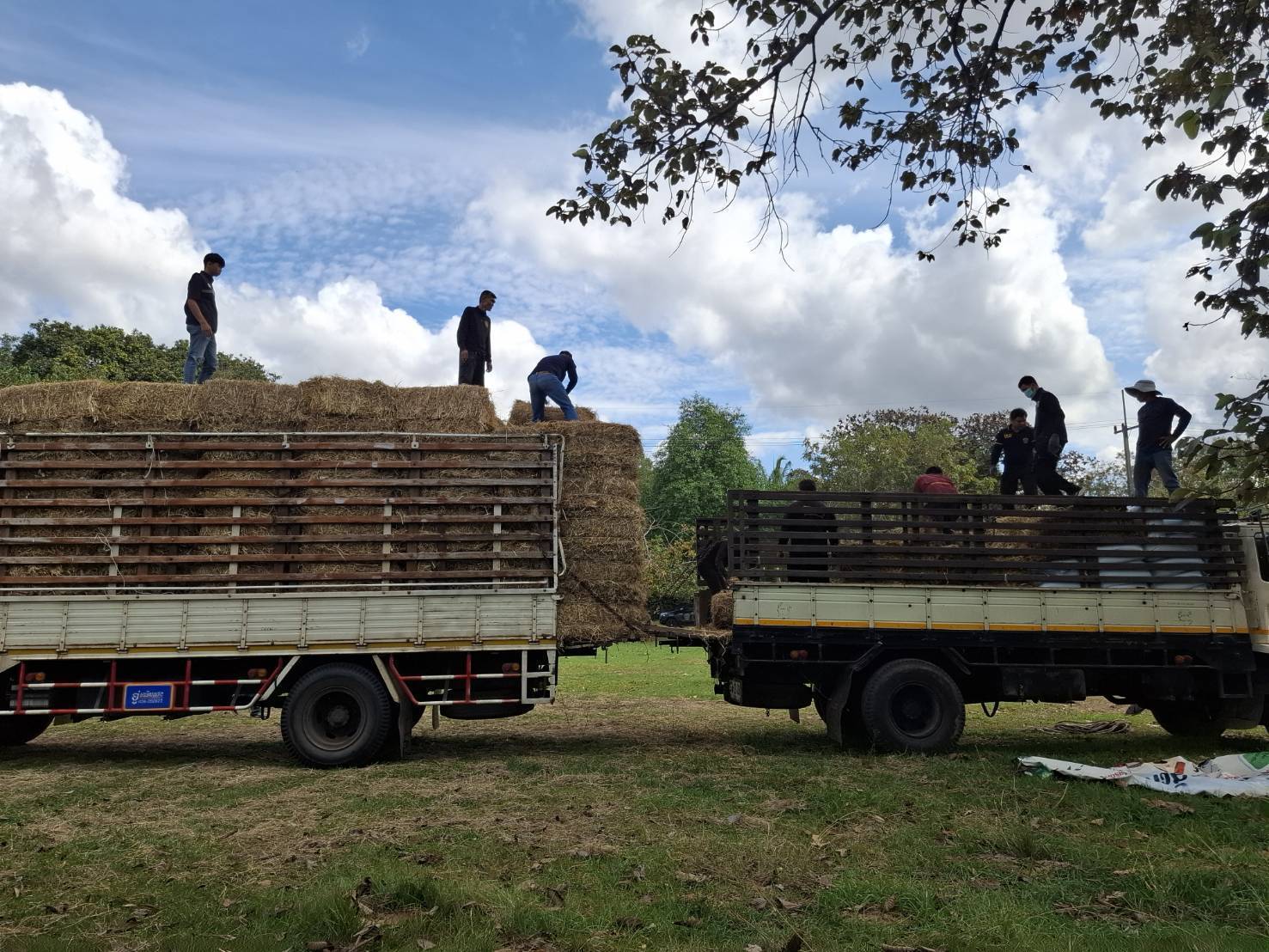 กรมปศุสัตว์ย้ำเกณฑ์เยียวยาความเสียหาย 7 จังหวัดชายแดนไทย–กัมพูชา ล่าสุดเกษตรกรได้รับผลกระทบกว่า 2 แสนราย มีสัตว์ในพื้นที่รวม 6.5 ล้านตัว ส่งความช่วยเหลืออย่างต่อเนื่อง 8 332315