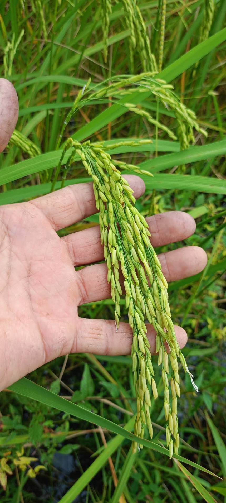 สศท.4 ชู ศกอ. ร้อยเอ็ด ปั้น ‘ข้าวเขียวหยก’ หอมมะลิ 105 สู่สินค้ามูลค่าเพิ่ม ชวนอุดหนุนข้าวหอมมะลิไทยงาน ‘เทศกาลข้าวหอมมะลิโลก ครั้งที่ 25’ จ.ร้อยเอ็ด 10 – 14 ธ.ค. นี้ 3 365262 0 0 0