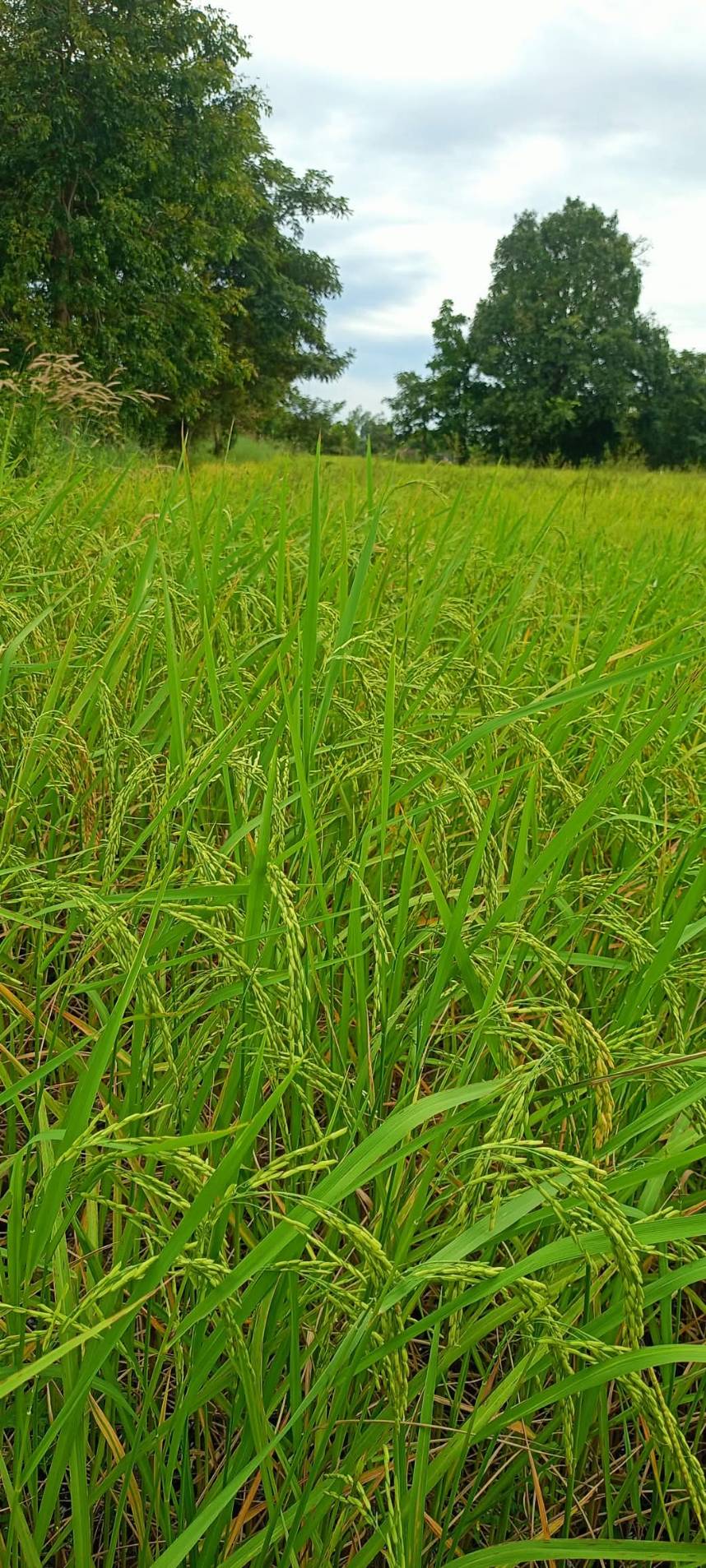 สศท.4 ชู ศกอ. ร้อยเอ็ด ปั้น ‘ข้าวเขียวหยก’ หอมมะลิ 105 สู่สินค้ามูลค่าเพิ่ม ชวนอุดหนุนข้าวหอมมะลิไทยงาน ‘เทศกาลข้าวหอมมะลิโลก ครั้งที่ 25’ จ.ร้อยเอ็ด 10 – 14 ธ.ค. นี้ 4 365263 0 0 0