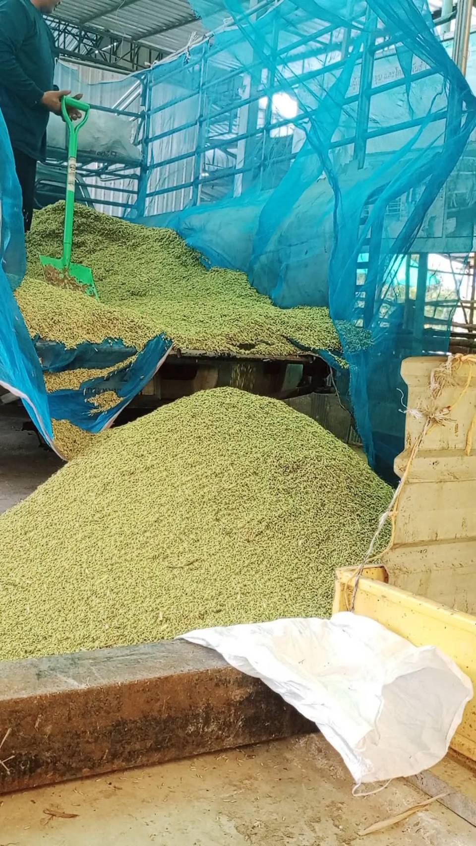 สศท.4 ชู ศกอ. ร้อยเอ็ด ปั้น ‘ข้าวเขียวหยก’ หอมมะลิ 105 สู่สินค้ามูลค่าเพิ่ม ชวนอุดหนุนข้าวหอมมะลิไทยงาน ‘เทศกาลข้าวหอมมะลิโลก ครั้งที่ 25’ จ.ร้อยเอ็ด 10 – 14 ธ.ค. นี้ 5 365268 0 0 0