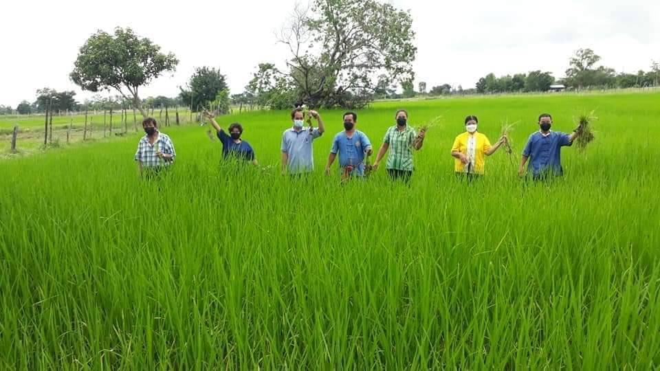 สศท.4 ชู ศกอ. ร้อยเอ็ด ปั้น ‘ข้าวเขียวหยก’ หอมมะลิ 105 สู่สินค้ามูลค่าเพิ่ม ชวนอุดหนุนข้าวหอมมะลิไทยงาน ‘เทศกาลข้าวหอมมะลิโลก ครั้งที่ 25’ จ.ร้อยเอ็ด 10 – 14 ธ.ค. นี้ 6 365273 0 0