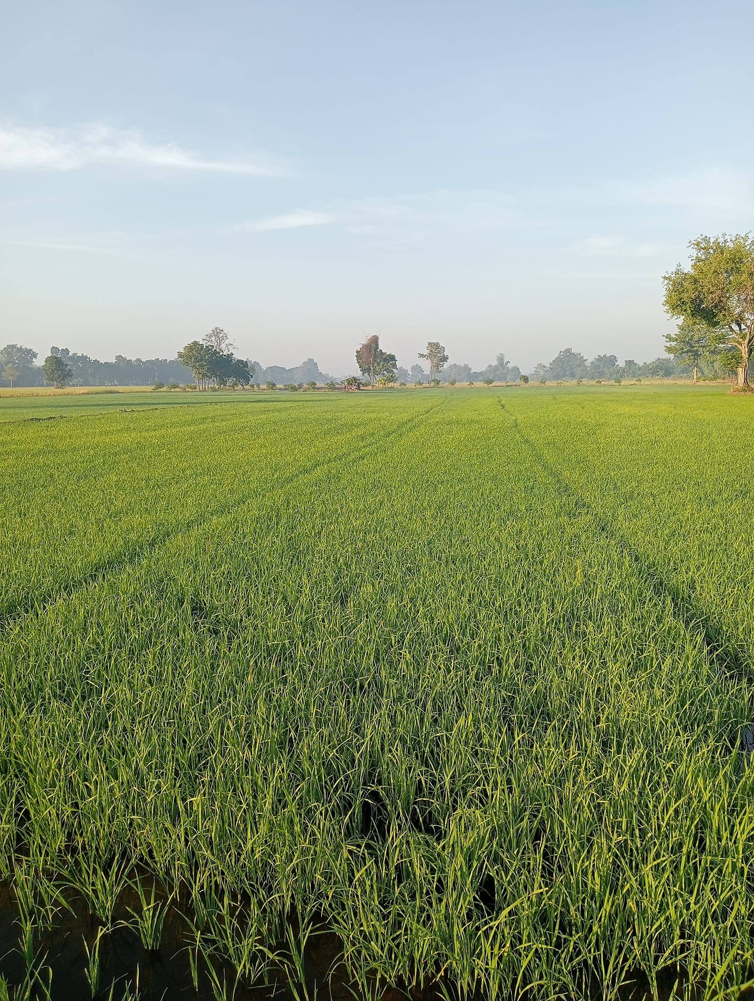 หนาวแล้ว…ระวังข้าวกระทบหนาว 2 475961673 637970655271616 4409341395039139250 n