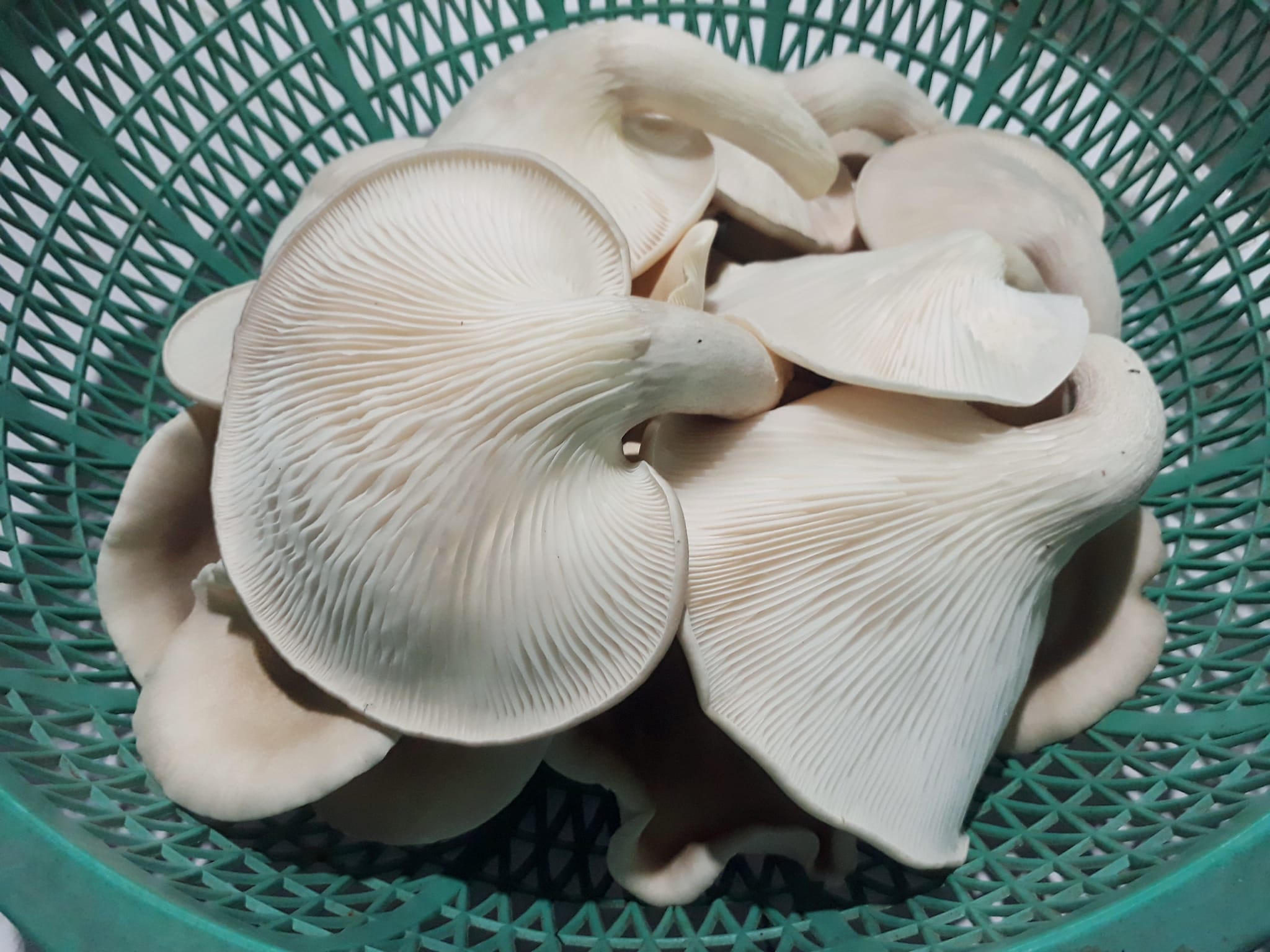 482127729 1175605421022398 6525249553746274061 n