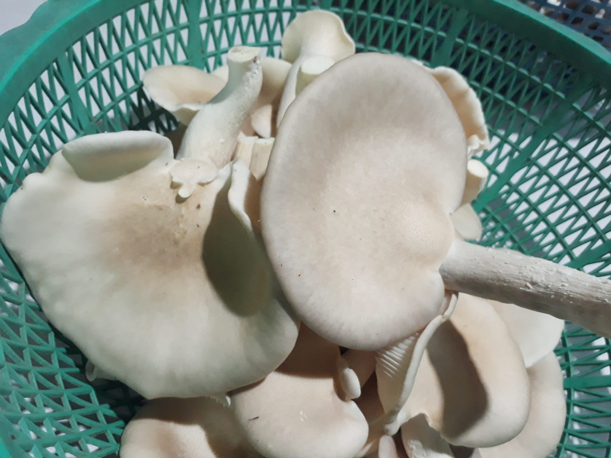 482302493 1175605024355771 5256655911911968781 n