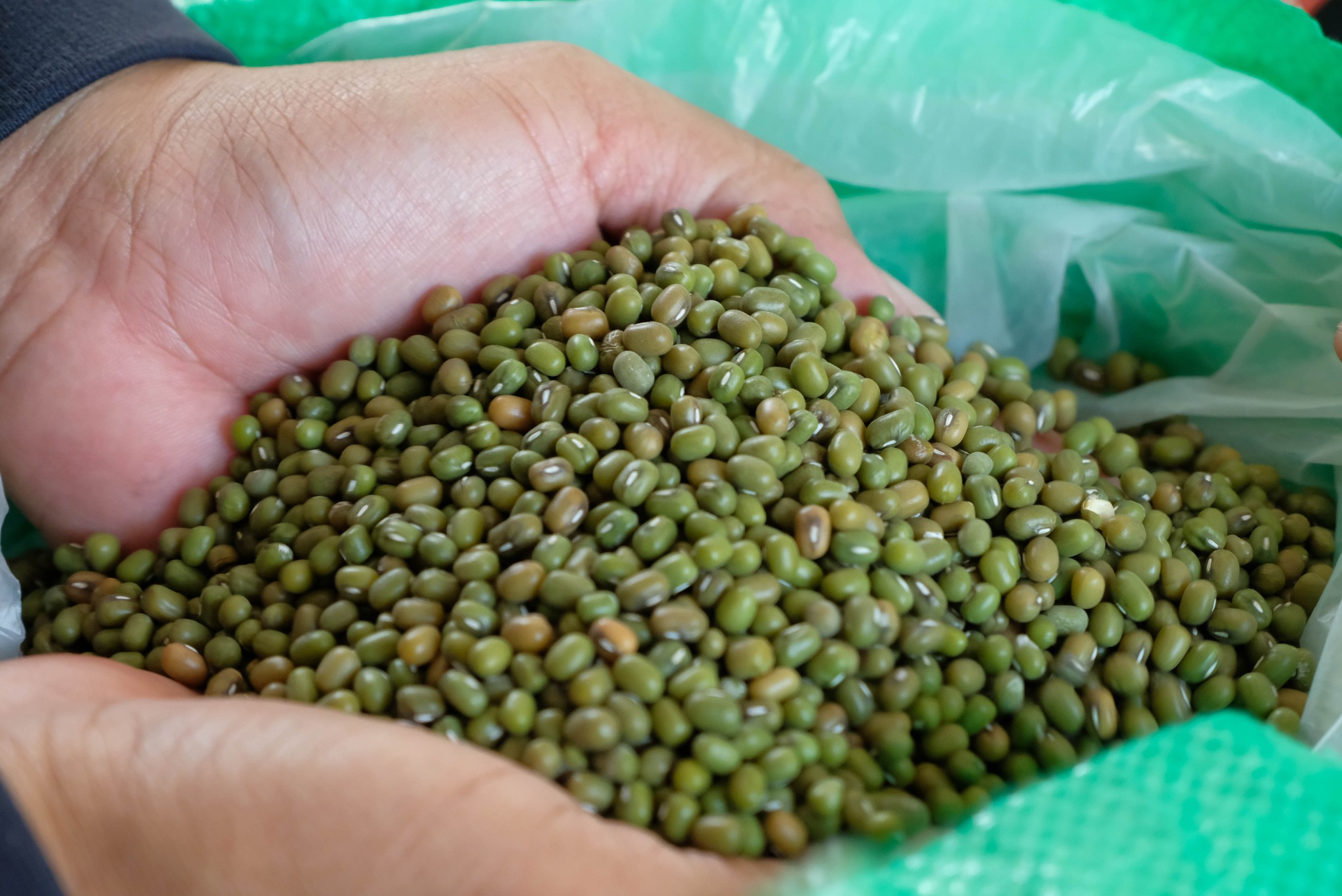 เกษตรฯ ชวน “เลิกเผา” ชี้เป้าไถกลบทำปุ๋ย หนุนปลูกถั่วหลังนาเตรียมจับมือภาคีนำร่องโรงงานพัฒนาเมล็ดพันธุ์ถั่วเขียวคุณภาพที่สุพรรณบุรี 6 486139992 1025087243060574 5177394943382794137 n