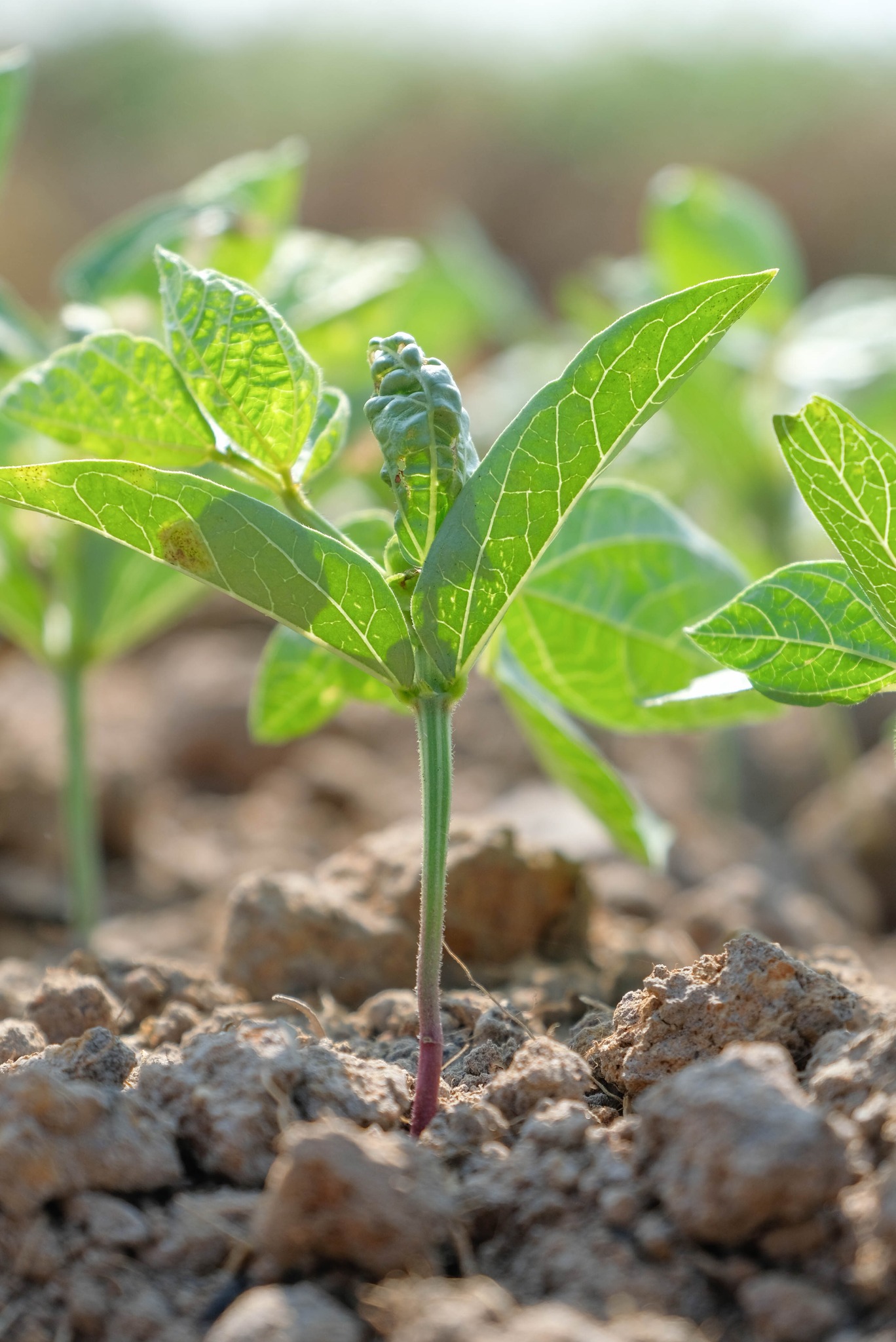 เกษตรฯ ชวน “เลิกเผา” ชี้เป้าไถกลบทำปุ๋ย หนุนปลูกถั่วหลังนาเตรียมจับมือภาคีนำร่องโรงงานพัฒนาเมล็ดพันธุ์ถั่วเขียวคุณภาพที่สุพรรณบุรี 7 486534961 1025087536393878 7633211724987245196 n