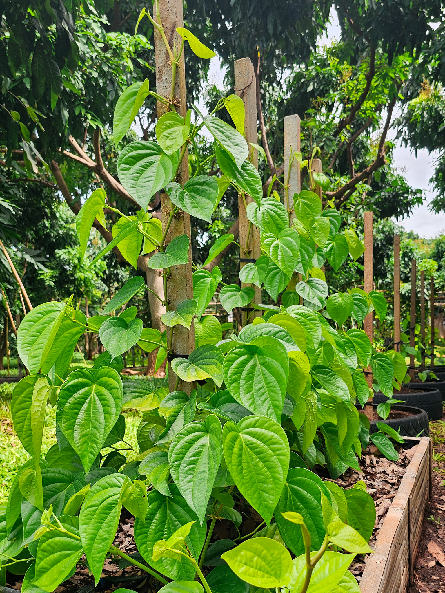 487219562 1067515785409423 787831040033566104 n