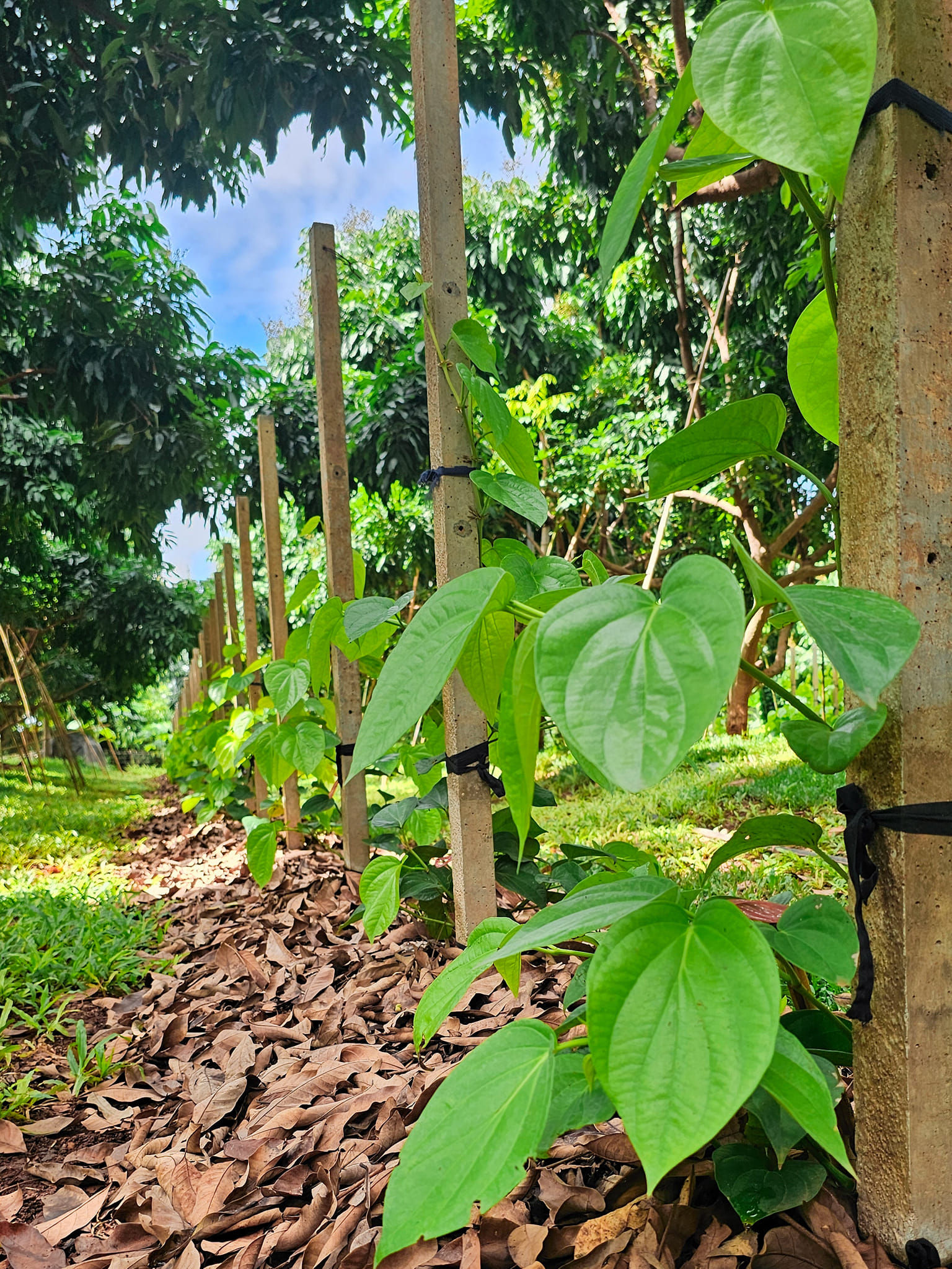 488241274 1067515475409454 2202842840566949606 n