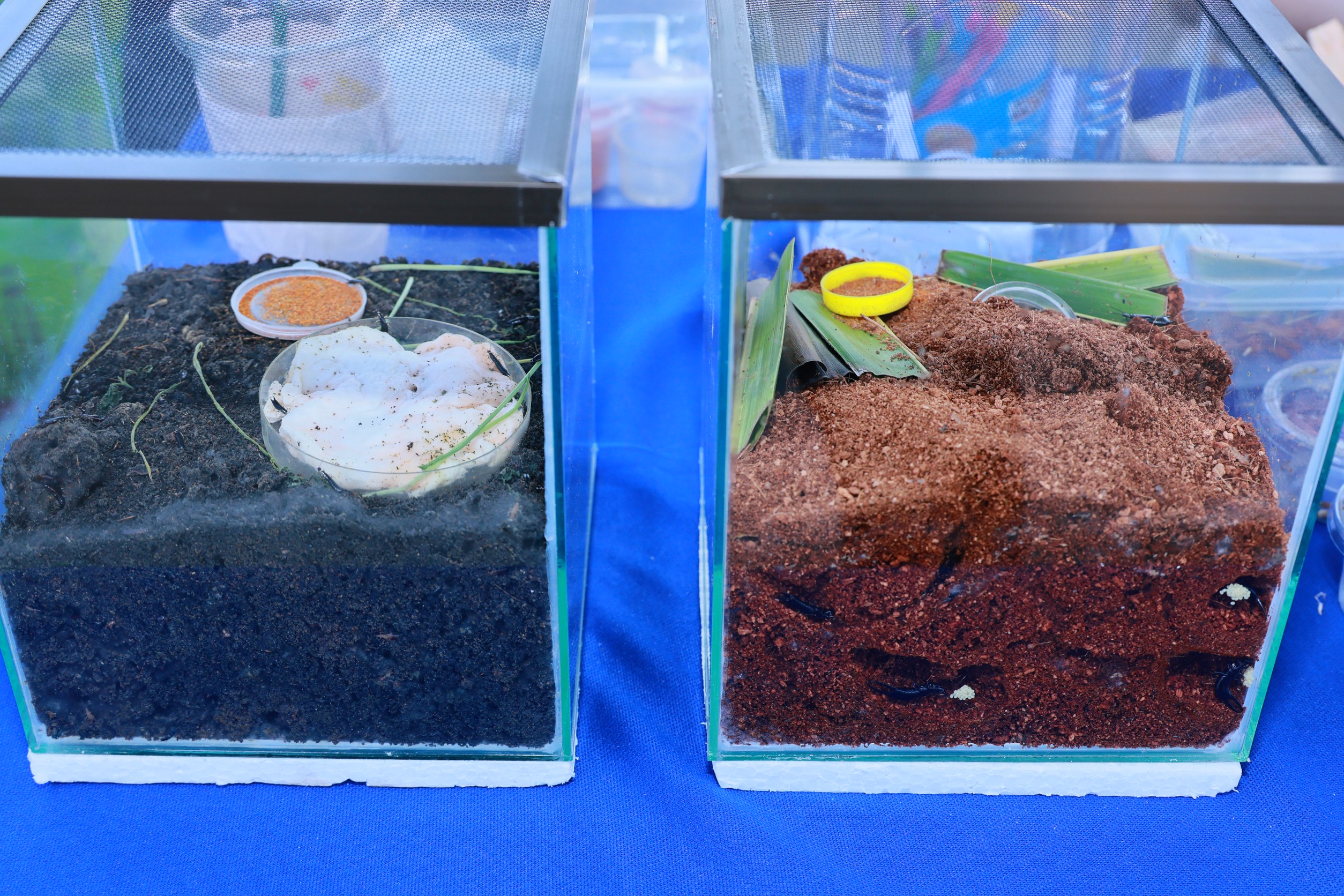 กรมส่งเสริมการเกษตร หนุนปลูกมะพร้าวสุขภาพดี ด้วยการจัดการศัตรูพืชแบบผสมผสาน (IPM) 7 488A1362 0