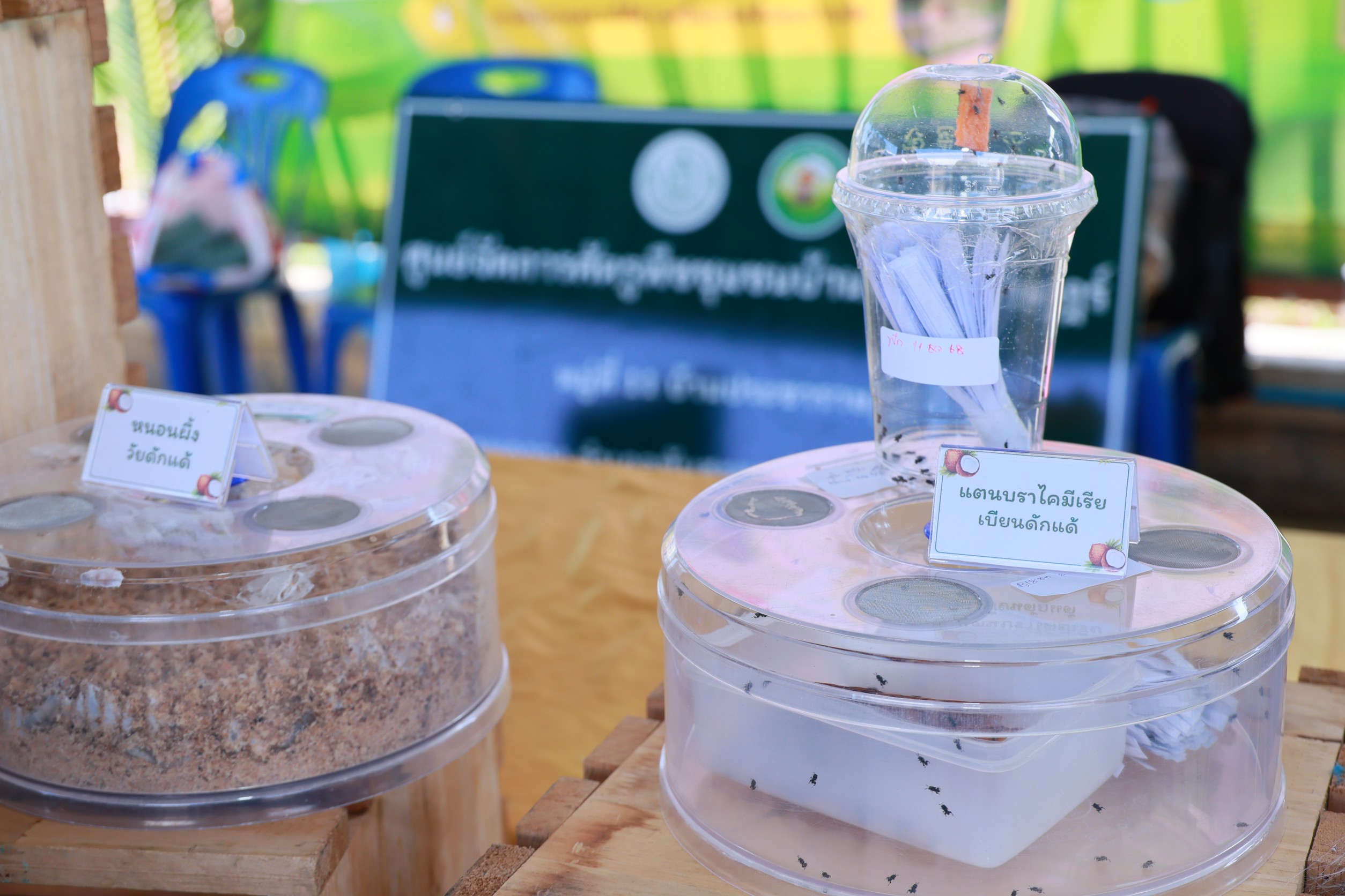 กรมส่งเสริมการเกษตร หนุนปลูกมะพร้าวสุขภาพดี ด้วยการจัดการศัตรูพืชแบบผสมผสาน (IPM) 8 488A1364 0