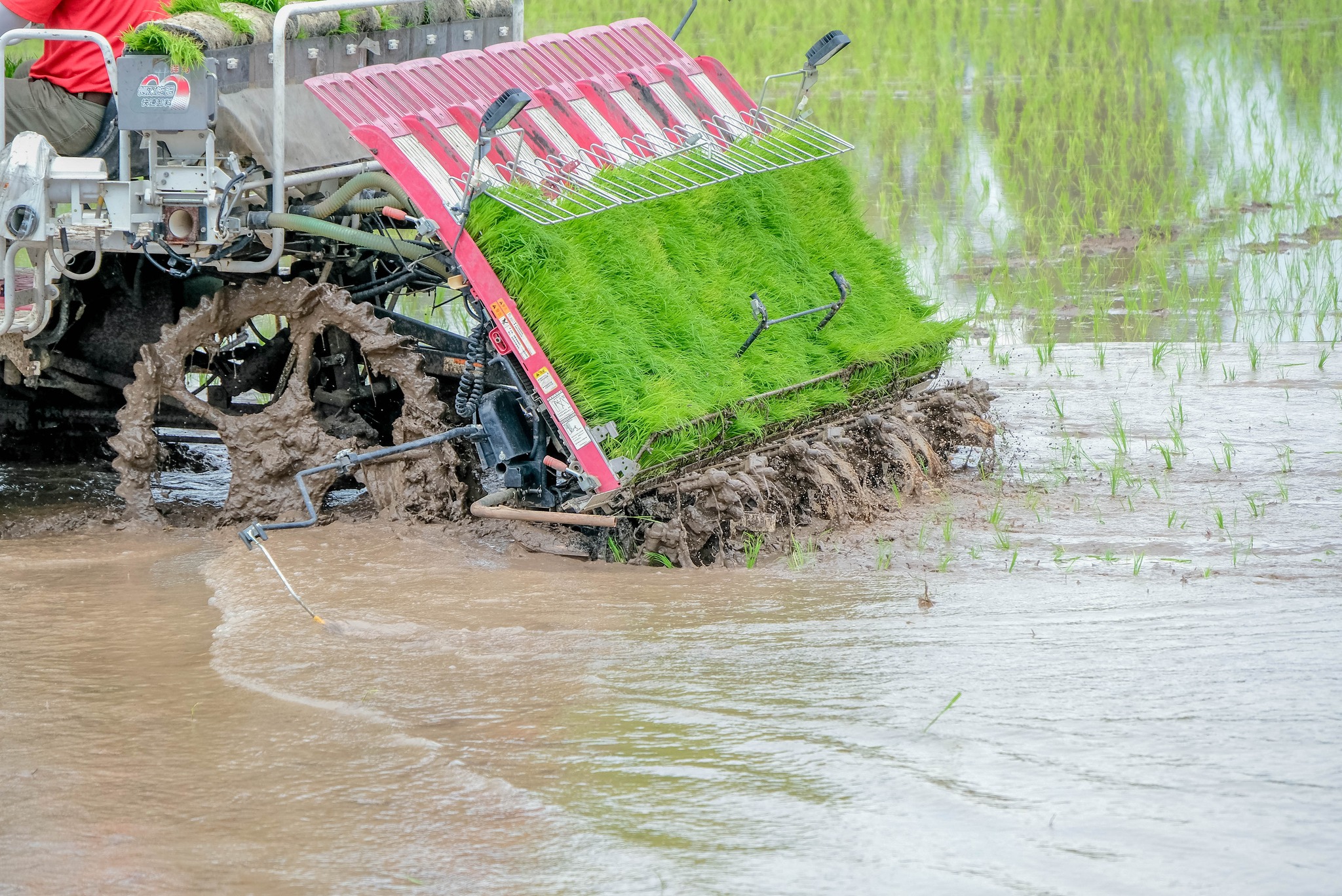 หนาวแล้ว…ระวังข้าวกระทบหนาว 6 498690227 1067284808840817 1422659424369136653 n