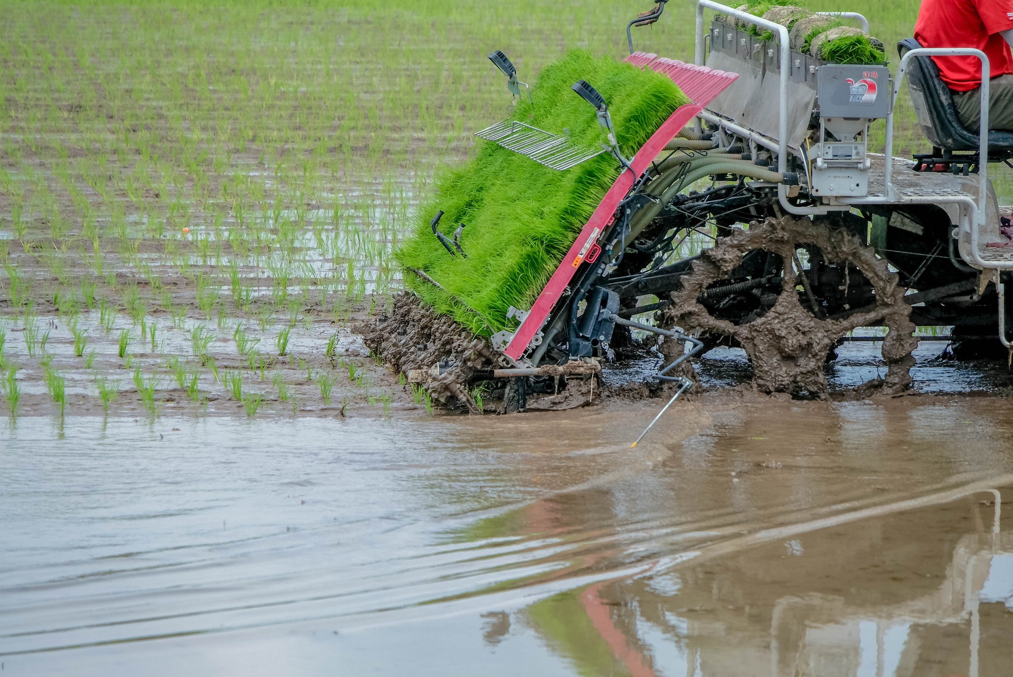 หนาวแล้ว…ระวังข้าวกระทบหนาว 7 498699629 1067284928840805 9063595125254532351 n