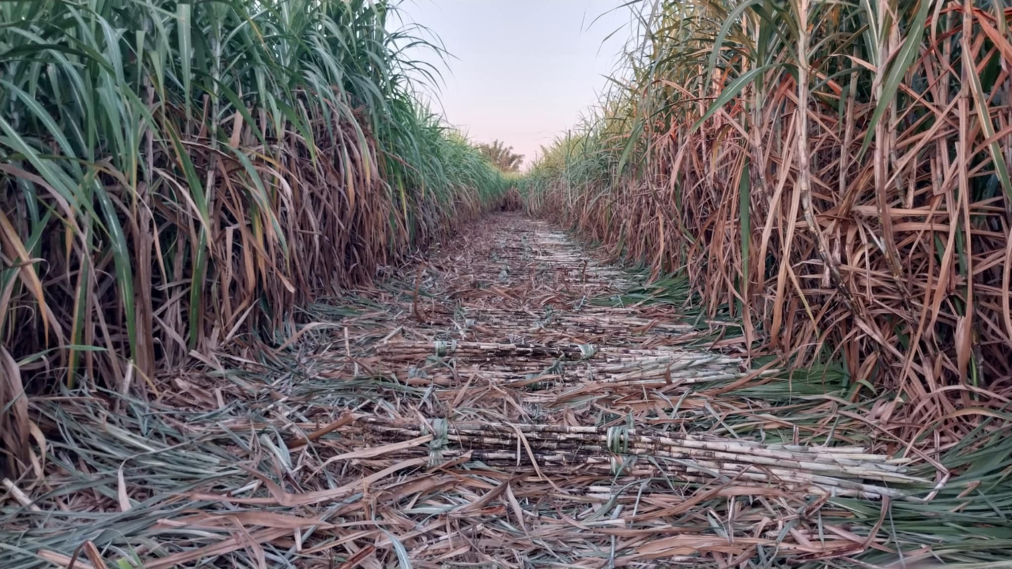 ราชกิจจาฯเผยแพร่ประกาศคณะกรรมการอ้อยและน้ำตาลทรายกำหนดพันธุ์อ้อย CSB 16-226 เป็นพันธุ์อ้อยที่ส่งเสริมให้ชาวไร่อ้อยปลูกในท้องที่ที่เหมาะสมต่อการปลูกอ้อยตามที่คณะกรรมการกำหนด 6 510193605 9720735444722339 202990364689800229 n