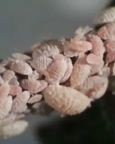 557615638 1202947805197959 657088915560083412 n