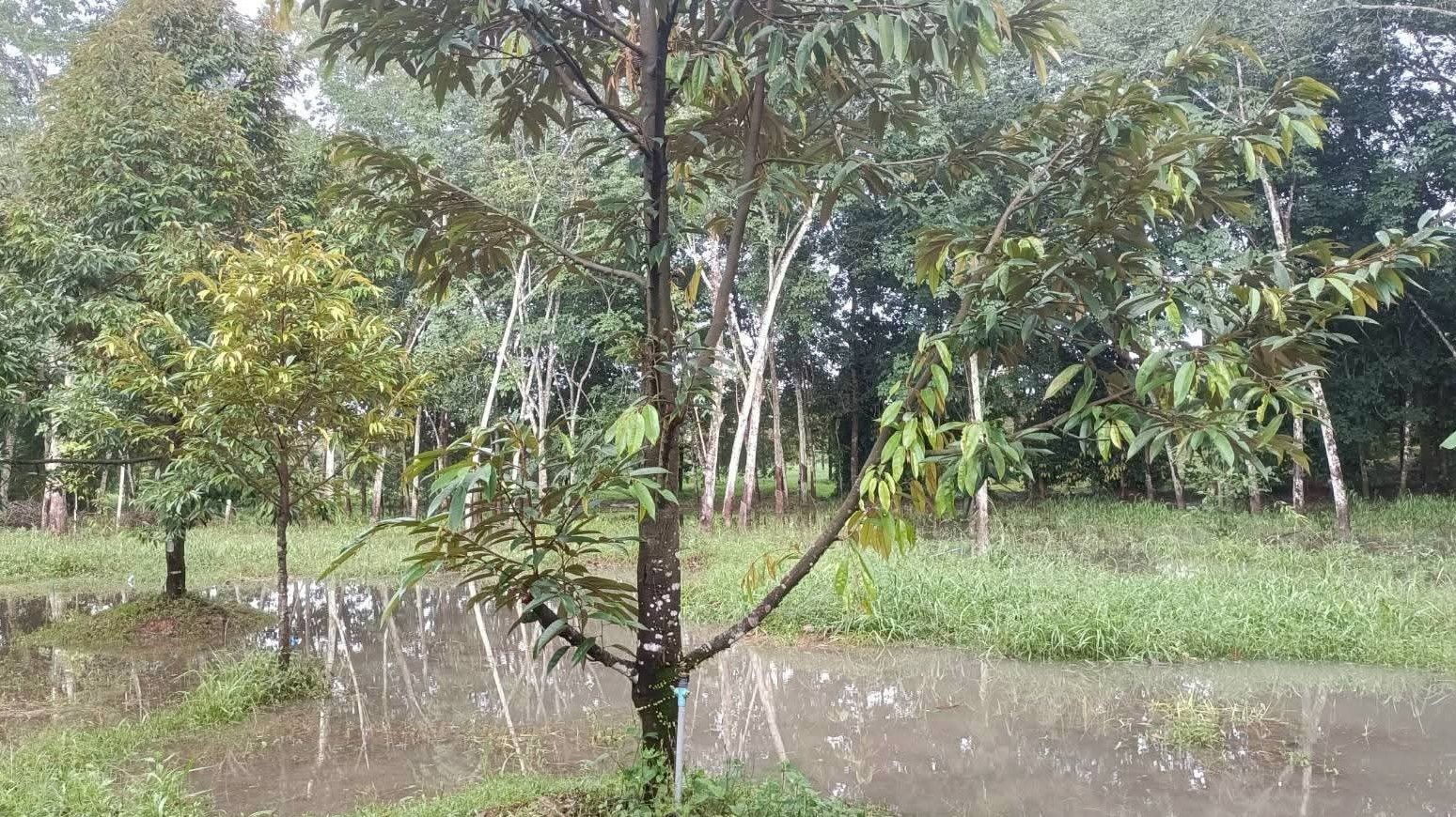 เกษตรฯ เผยแผนฟื้นฟูน้ำท่วมภาคใต้ ด้านพืชเน้นฟื้นดิน–ฟื้นต้น–ป้องกันโรค หลังน้ำลด 4 586292936 122320219022077253 3589838698833304483 n