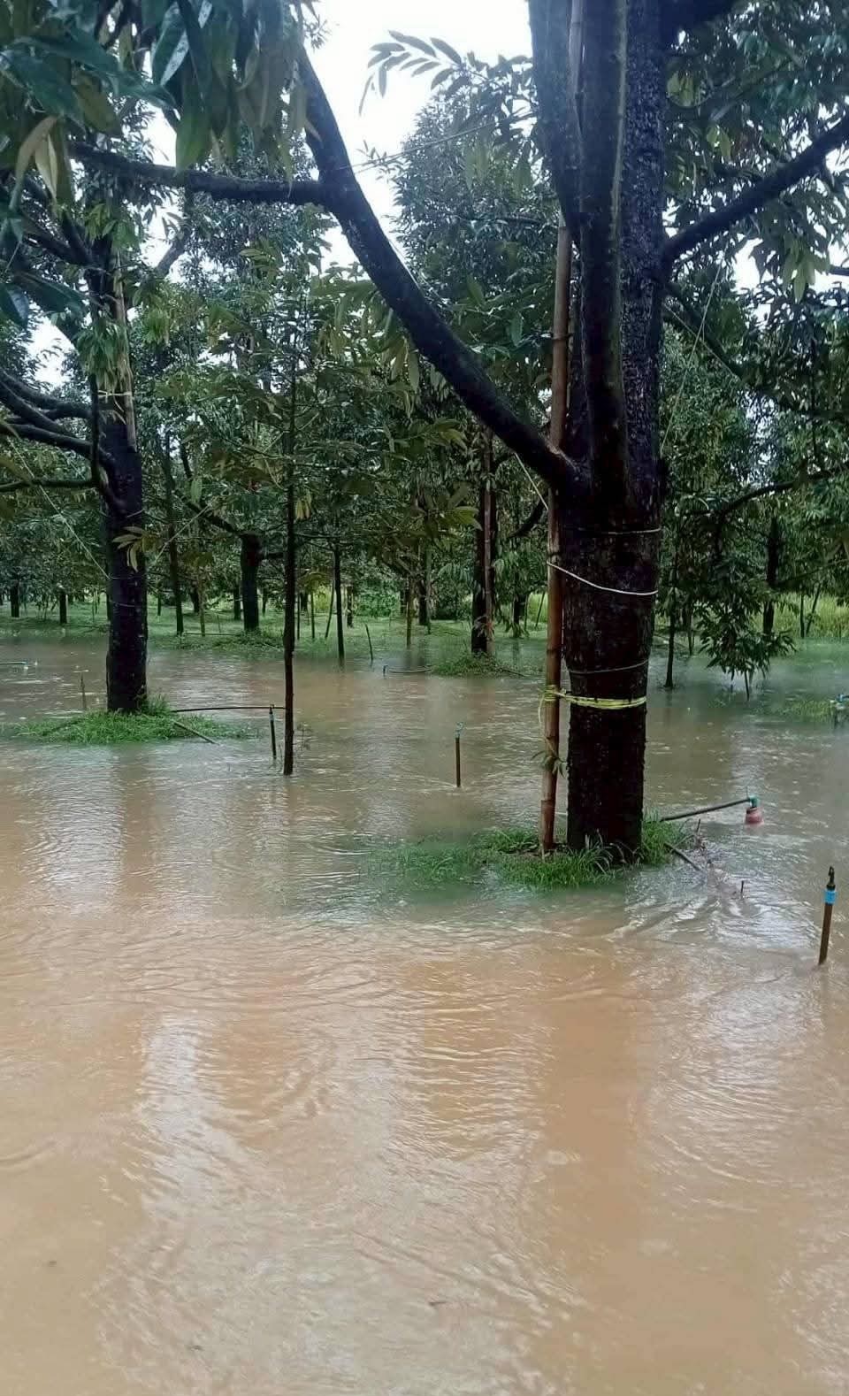 เกษตรฯ เผยแผนฟื้นฟูน้ำท่วมภาคใต้ ด้านพืชเน้นฟื้นดิน–ฟื้นต้น–ป้องกันโรค หลังน้ำลด 3 587828285 122320219070077253 2638309720701453204 n