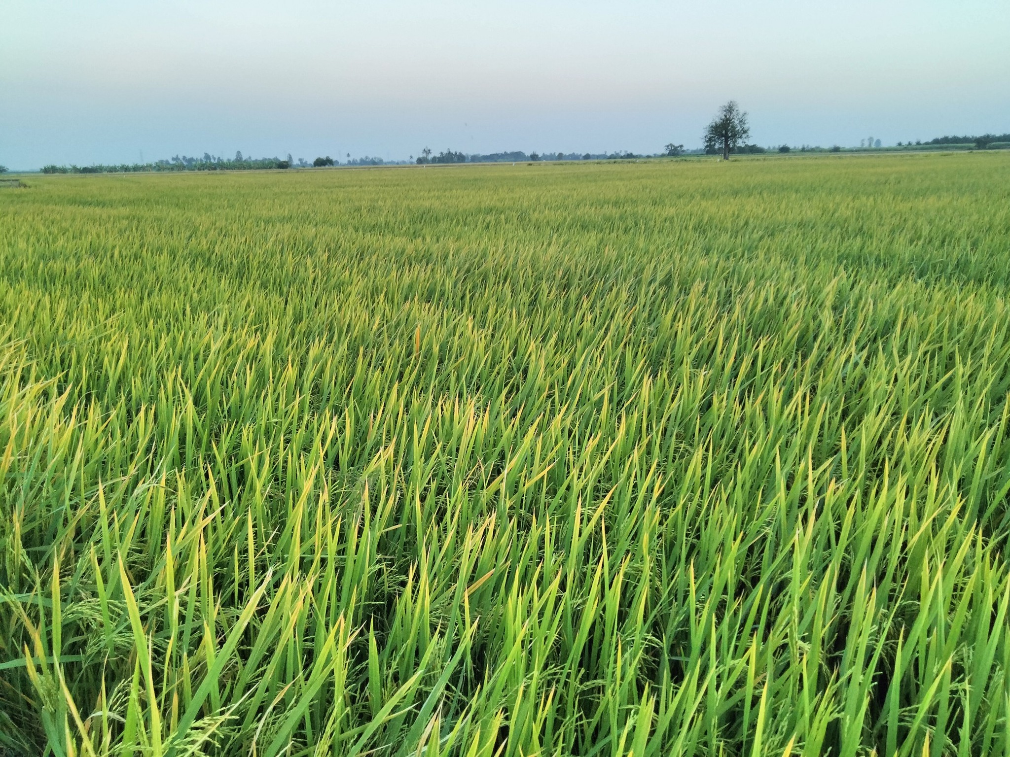 หนาวแล้ว…ระวังข้าวกระทบหนาว 3 591887087 2747358852322867 5447930934236719451 n