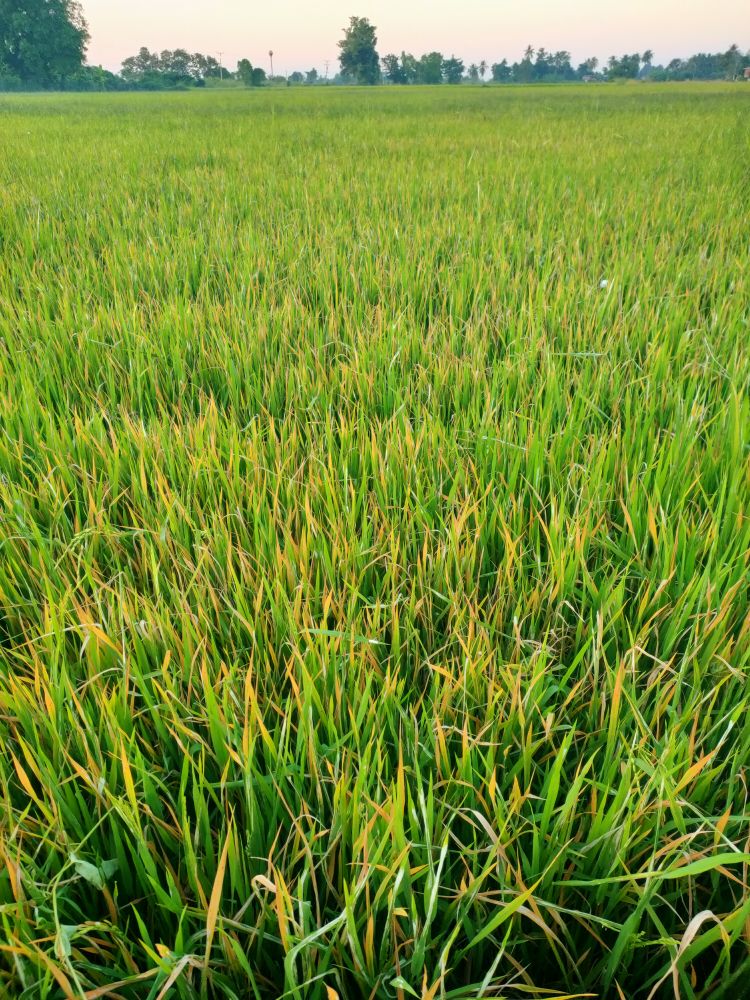 หนาวแล้ว…ระวังข้าวกระทบหนาว 4 592724216 4130732820521885 13057495336749702 n