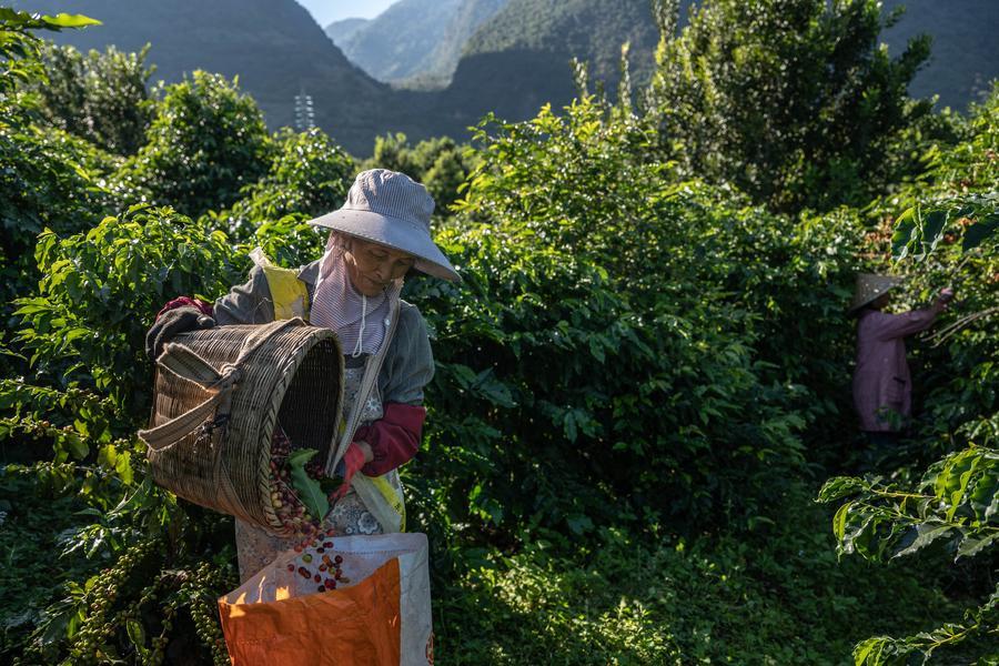 'ส้มปิงถัง' หนึ่งในสารพัดผลไม้ 'รหัสลับฟื้นฟูชนบท' ของจีน 5 596527143 1313262894176084 6087295075316399925 n