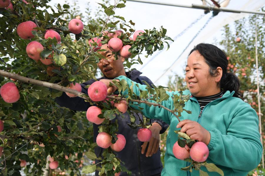 'ส้มปิงถัง' หนึ่งในสารพัดผลไม้ 'รหัสลับฟื้นฟูชนบท' ของจีน 3 596752916 1313262900842750 2752038971061302768 n