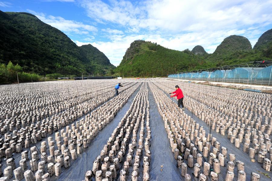 'ส้มปิงถัง' หนึ่งในสารพัดผลไม้ 'รหัสลับฟื้นฟูชนบท' ของจีน 4 596811770 1313262897509417 8598113503259299474 n