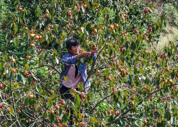 'ส้มปิงถัง' หนึ่งในสารพัดผลไม้ 'รหัสลับฟื้นฟูชนบท' ของจีน 2 597143614 1313262890842751 7439503807163545329 n