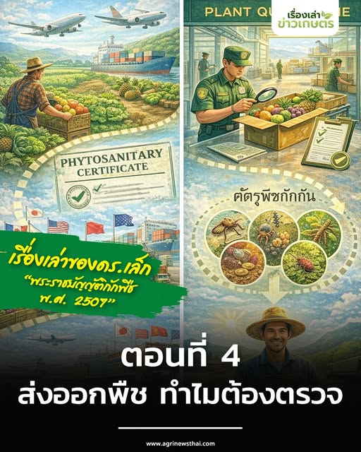 เรื่องเล่าของ ดร.เล็ก พระราชบัญญัติกักพืช พ.ศ. 2507 ตอนที่ 4 : ส่งออกพืช ทำไมต้องตรวจ 2 600365908 1672688000718242 1001646390349805136 n