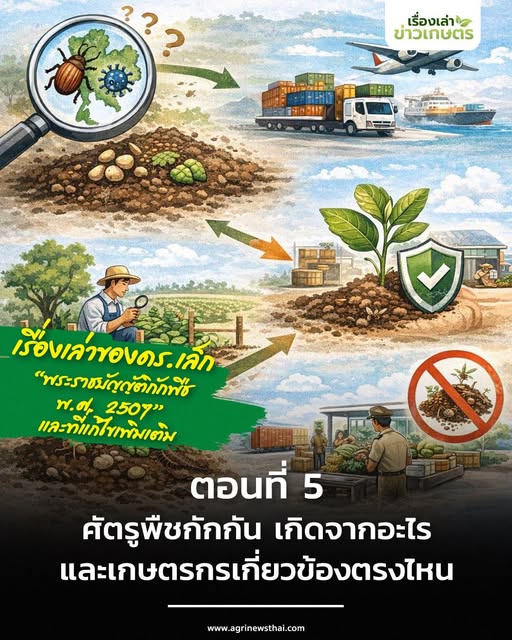เรื่องเล่าของ ดร.เล็ก “พระราชบัญญัติกักพืช พ.ศ. 2507 และที่แก้ไขเพิ่มเติม” ตอนที่ 5 : ศัตรูพืชกักกัน เกิดจากอะไร และเกษตรกรเกี่ยวข้องตรงไหน 2 603880037 1673545123965863 7763727581405473367 n
