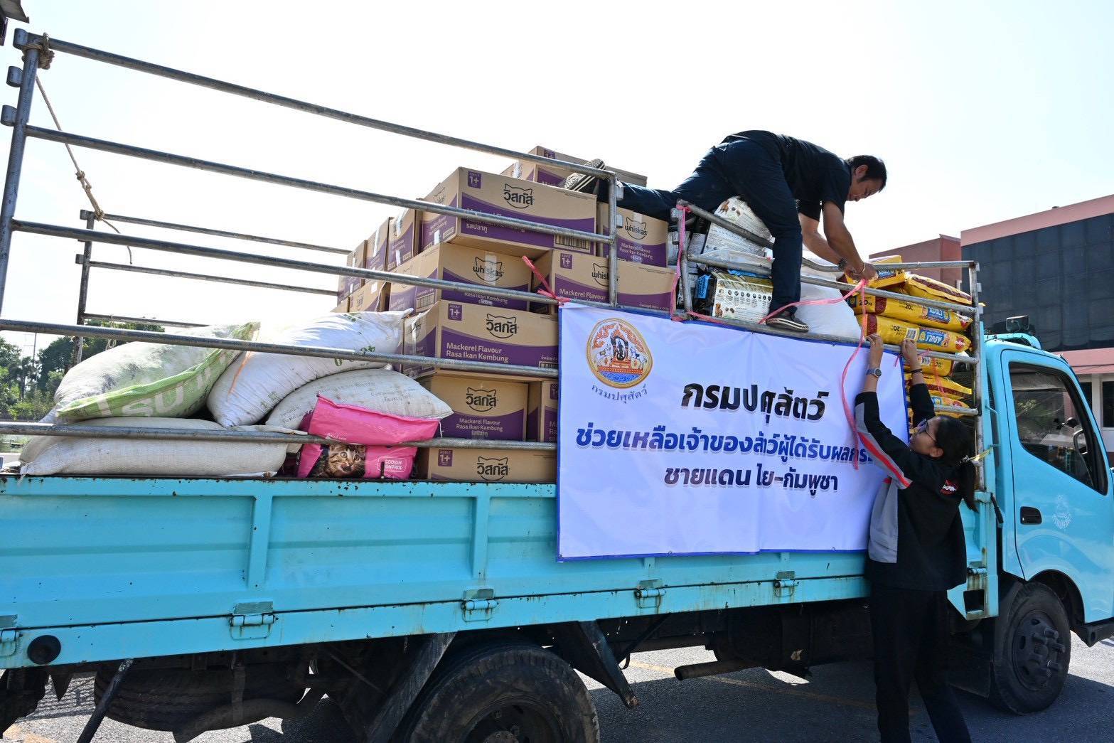 กรมปศุสัตว์ สนับสนุนช่วยเหลือผู้ประสบภัยด้านปศุสัตว์ จากผลกระทบการสู้รบชายแดนไทย–กัมพูชา 4 669665