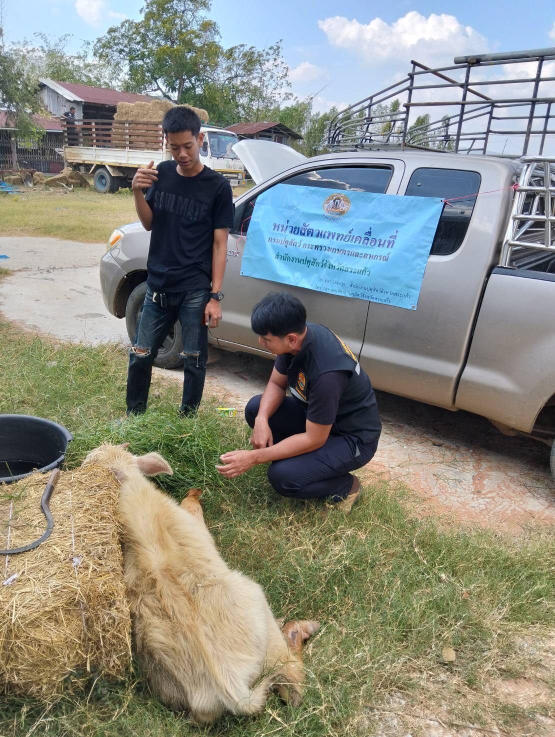 กรมปศุสัตว์ เร่งส่งหญ้าแห้ง อาหารสัตว์ เวชภัณฑ์และทีมสัตวแพทย์ช่วยเกษตรกรชายแดนไทย–กัมพูชา ต่อเนื่อง 8 672649