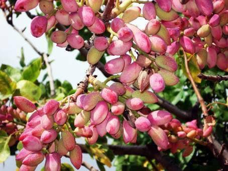 67464831 1399459470204153 5526348064874299392 n