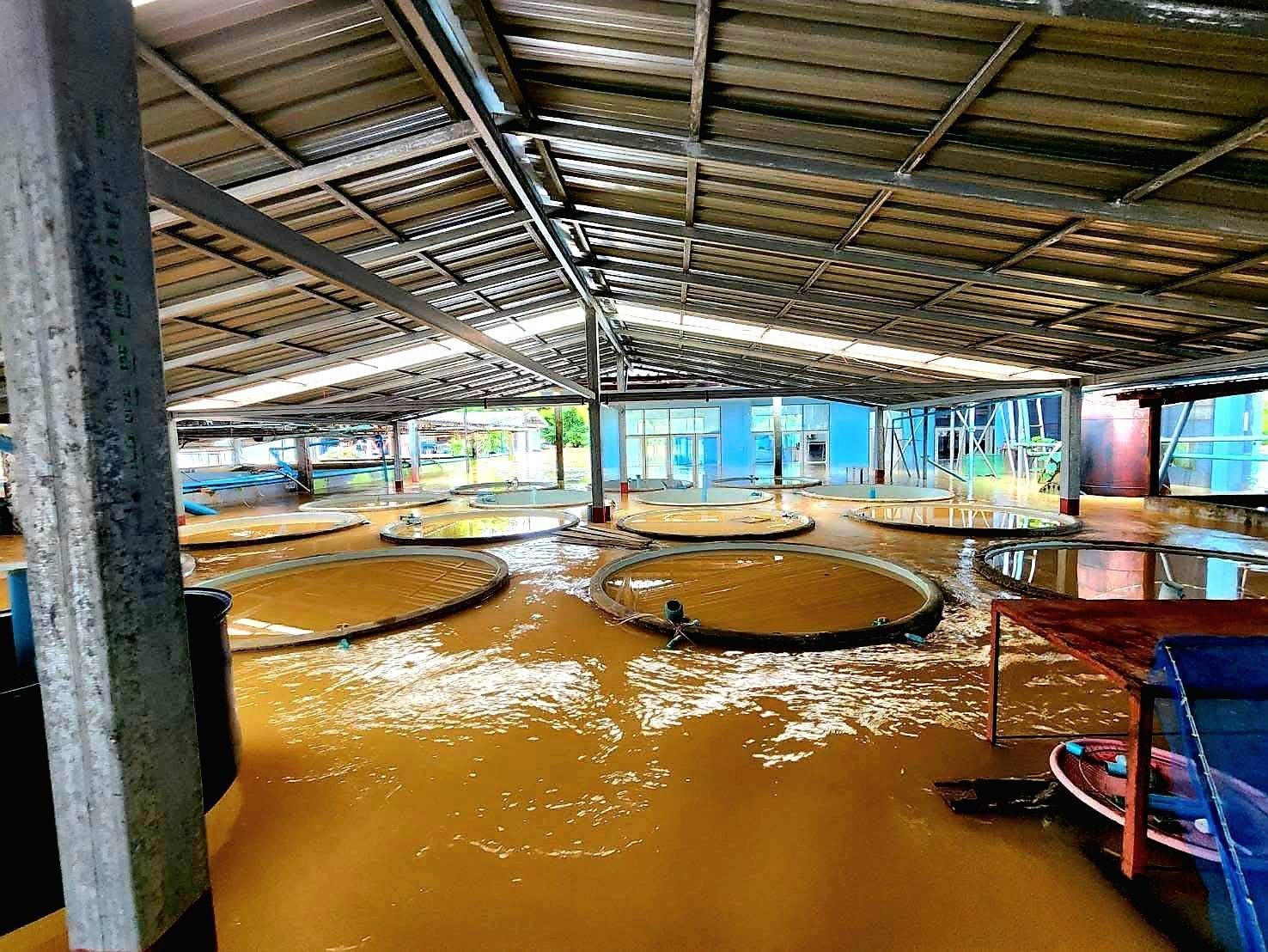 กรมประมงชี้แจงเหตุเต่าในศูนย์ฯ สตูลตายจากอุทกภัยพร้อมเดินหน้ามาตรการฟื้นฟู 3 ระยะขอความร่วมมือประชาชนในพื้นที่แจ้งเหตุพบเต่าคืนศูนย์ฯ 9 685180