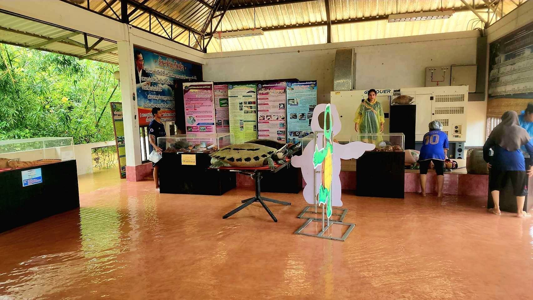 กรมประมงชี้แจงเหตุเต่าในศูนย์ฯ สตูลตายจากอุทกภัยพร้อมเดินหน้ามาตรการฟื้นฟู 3 ระยะขอความร่วมมือประชาชนในพื้นที่แจ้งเหตุพบเต่าคืนศูนย์ฯ 10 685181