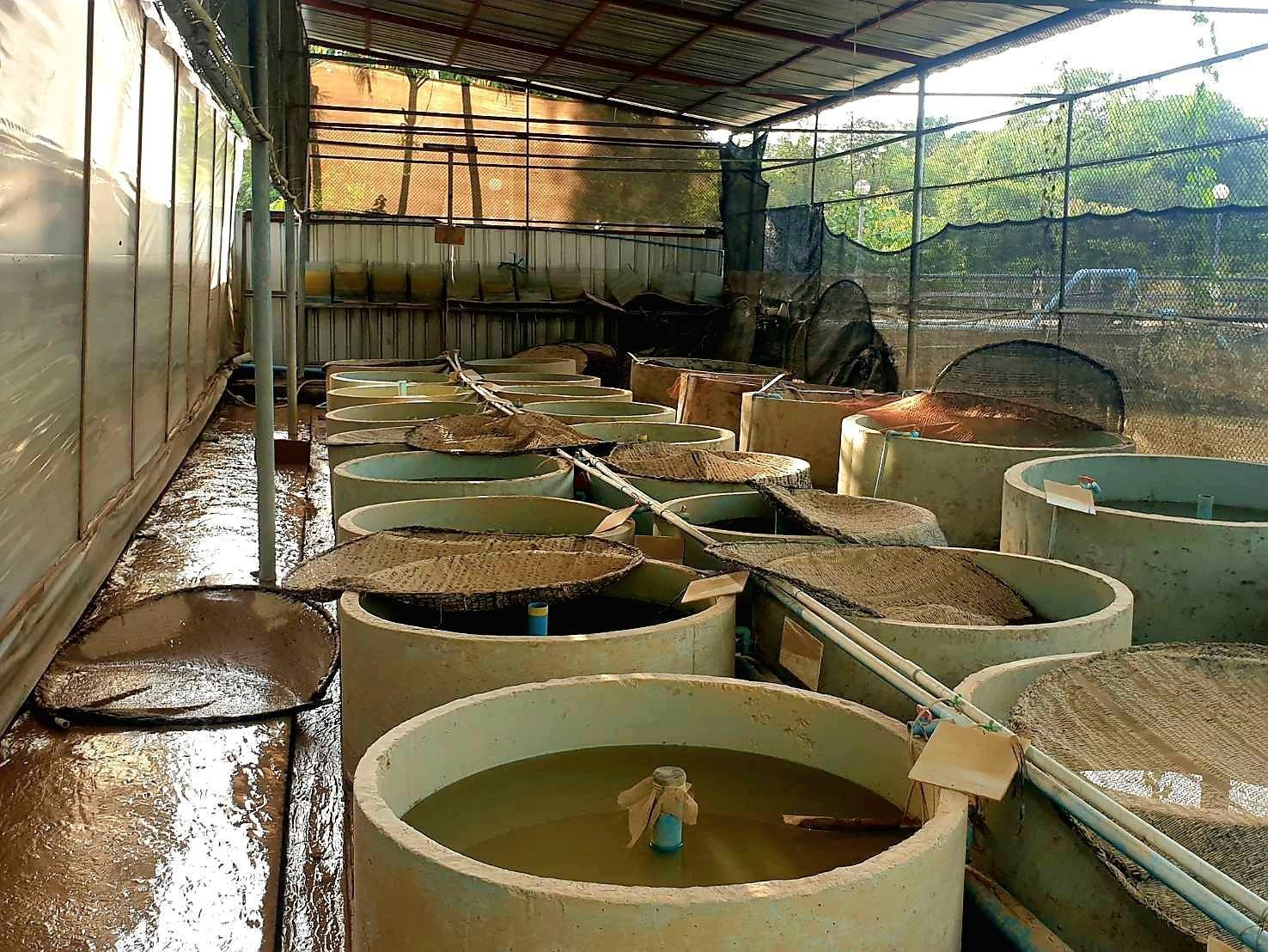 กรมประมงชี้แจงเหตุเต่าในศูนย์ฯ สตูลตายจากอุทกภัยพร้อมเดินหน้ามาตรการฟื้นฟู 3 ระยะขอความร่วมมือประชาชนในพื้นที่แจ้งเหตุพบเต่าคืนศูนย์ฯ 14 685217