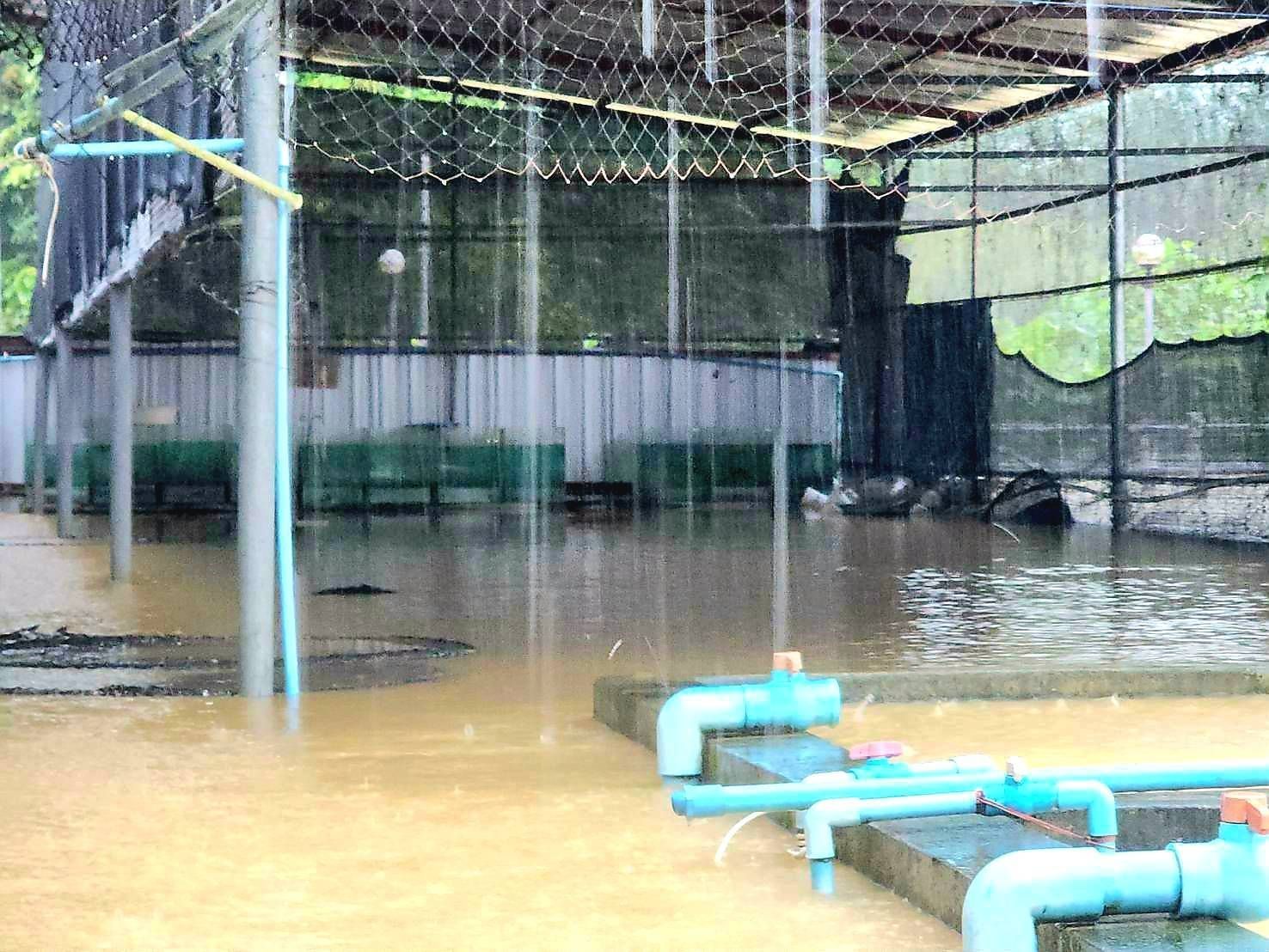 กรมประมงชี้แจงเหตุเต่าในศูนย์ฯ สตูลตายจากอุทกภัยพร้อมเดินหน้ามาตรการฟื้นฟู 3 ระยะขอความร่วมมือประชาชนในพื้นที่แจ้งเหตุพบเต่าคืนศูนย์ฯ 15 685218